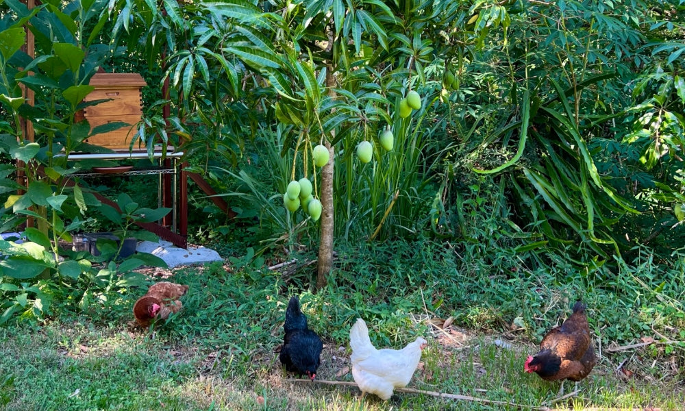 Free-ranging chickens beneath a mango tree with bees in the background, symbolising traditional nourishment and natural food systems