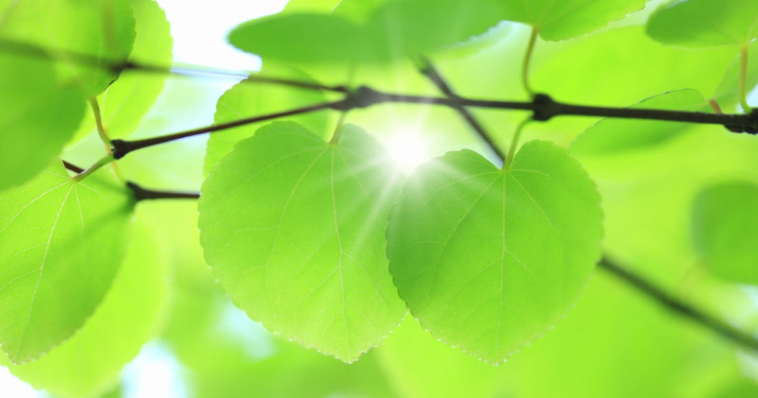 Why taking high-dose iron every day can make things worse